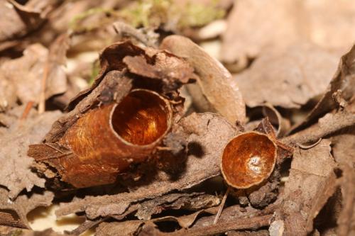 Cimbex quadrimaculatus